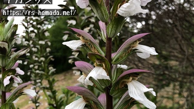 アカンサスの花言葉と由来を実際に撮影した画像とともに解説 自然植物図鑑
