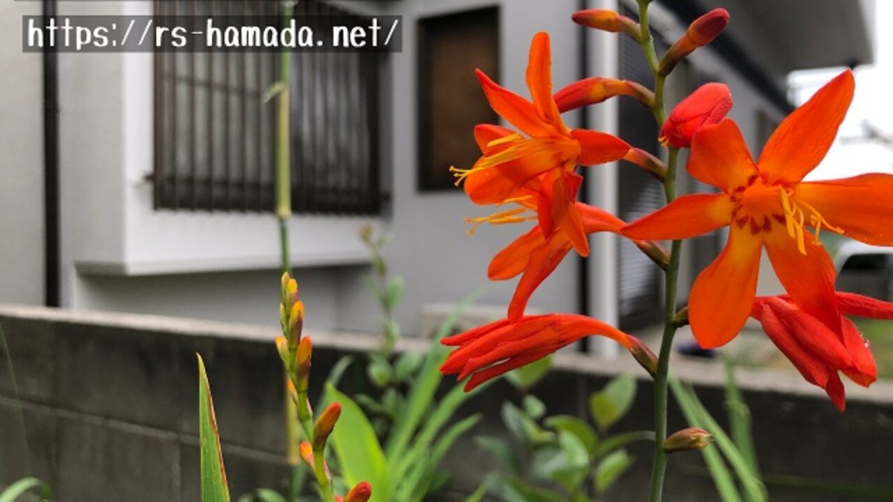 ヒメヒオウギズイセンの花言葉と由来 自然植物図鑑