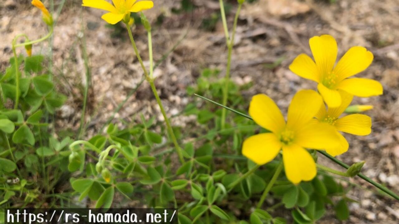 黄色いカタバミの花の特徴 画像付き 自然植物図鑑