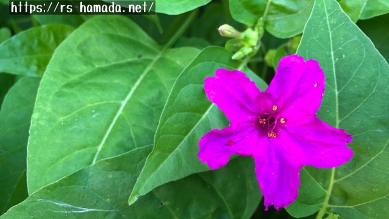 オシロイバナに毒はある 自然植物図鑑