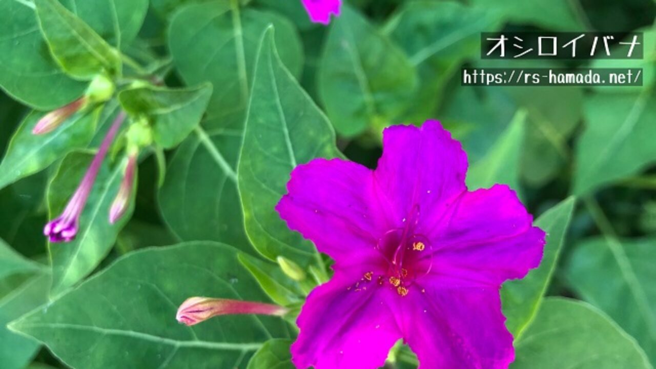 オシロイバナの花言葉と由来 自然植物図鑑