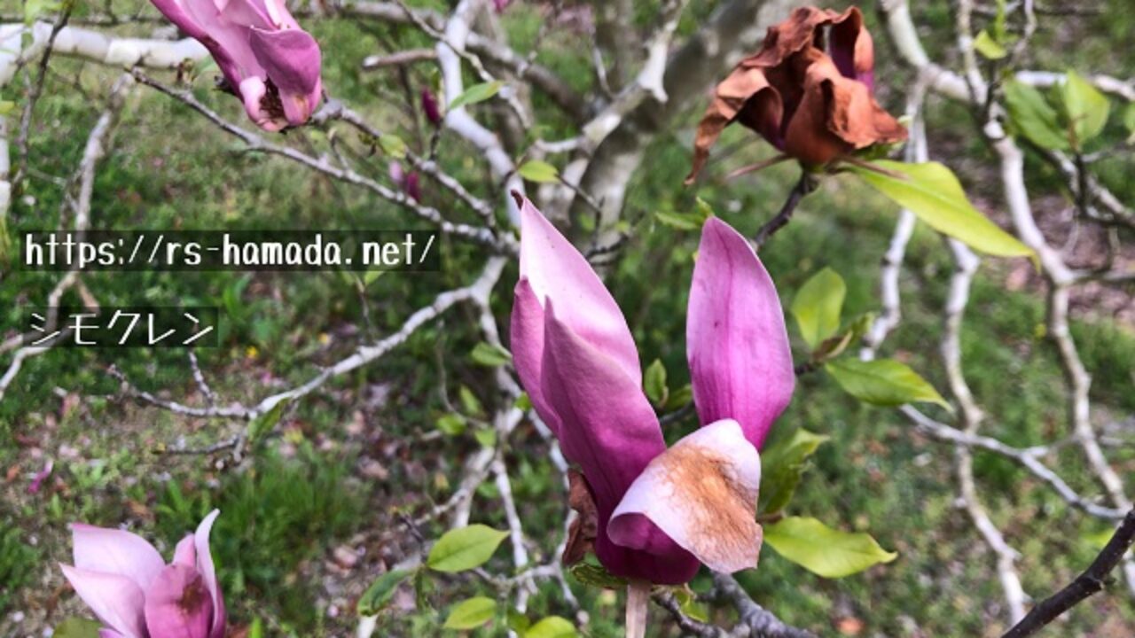シモクレンの花言葉と由来 自然植物図鑑
