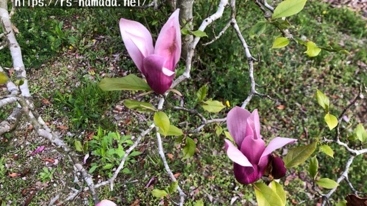 シモクレンの花の特徴を画像付きでわかりやすく解説 自然植物図鑑