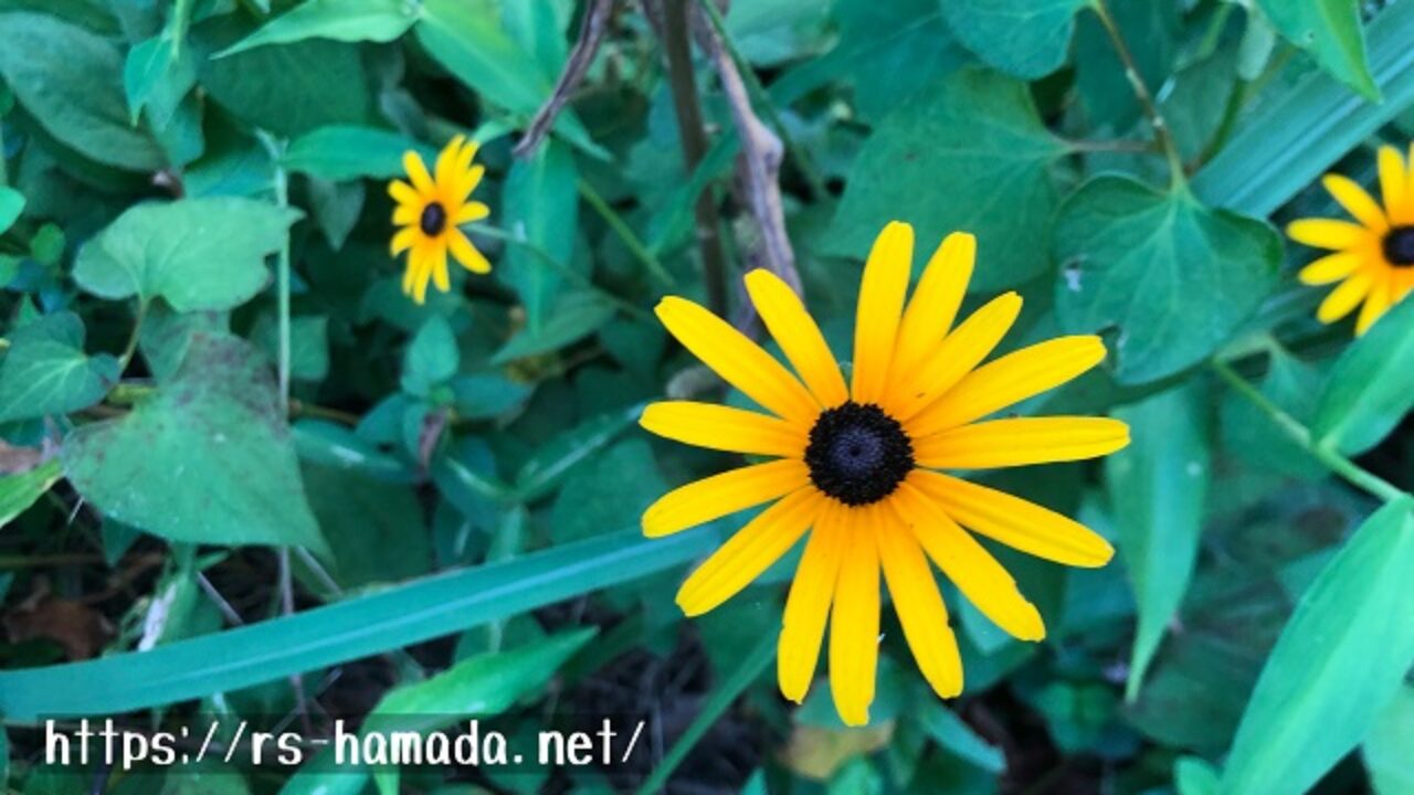 アラゲハンゴンソウとオオハンゴンソウの見分け方 自然植物図鑑