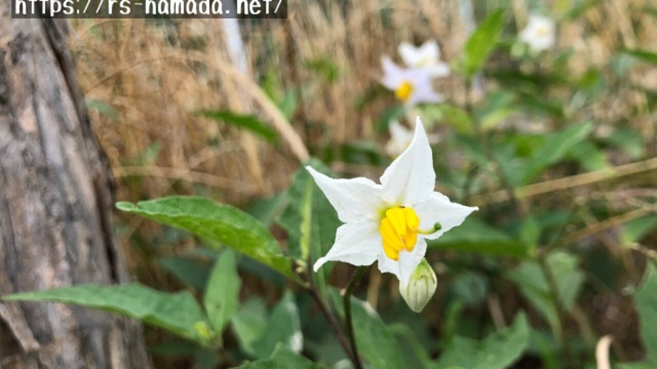 ワルナスビの花言葉と由来 自然植物図鑑