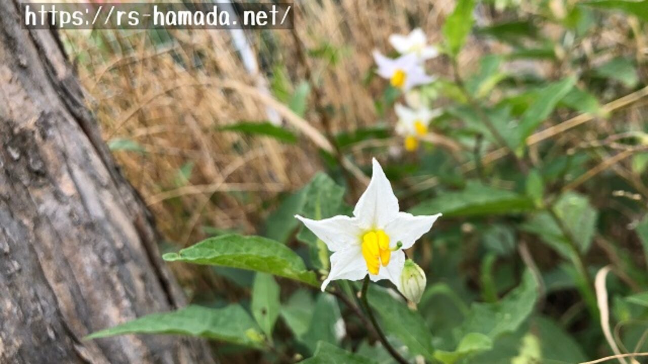 ワルナスビの毒成分と有害性とは 自然植物図鑑