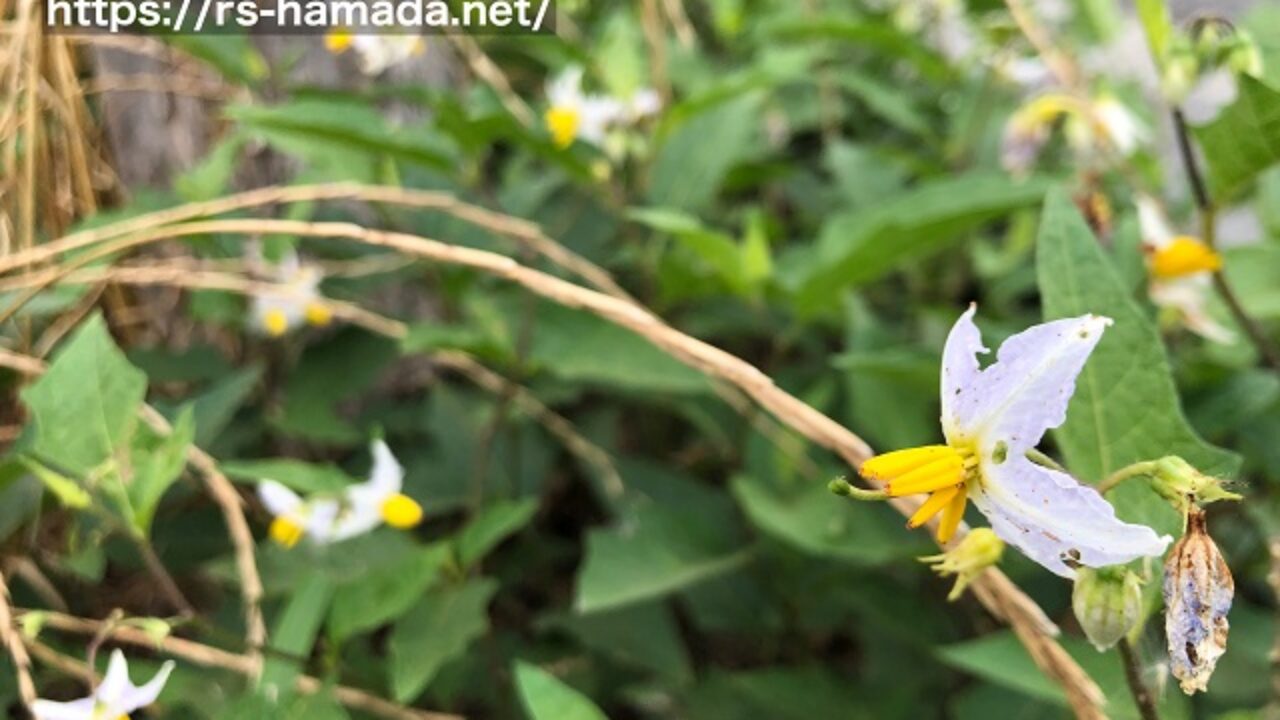ワルナスビに似た花一覧 自然植物図鑑 ワルナスビに似た花一覧 自然植物図鑑