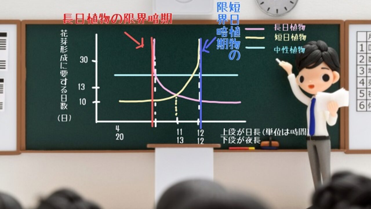 限界暗期とは わかりやすく解説 自然植物図鑑