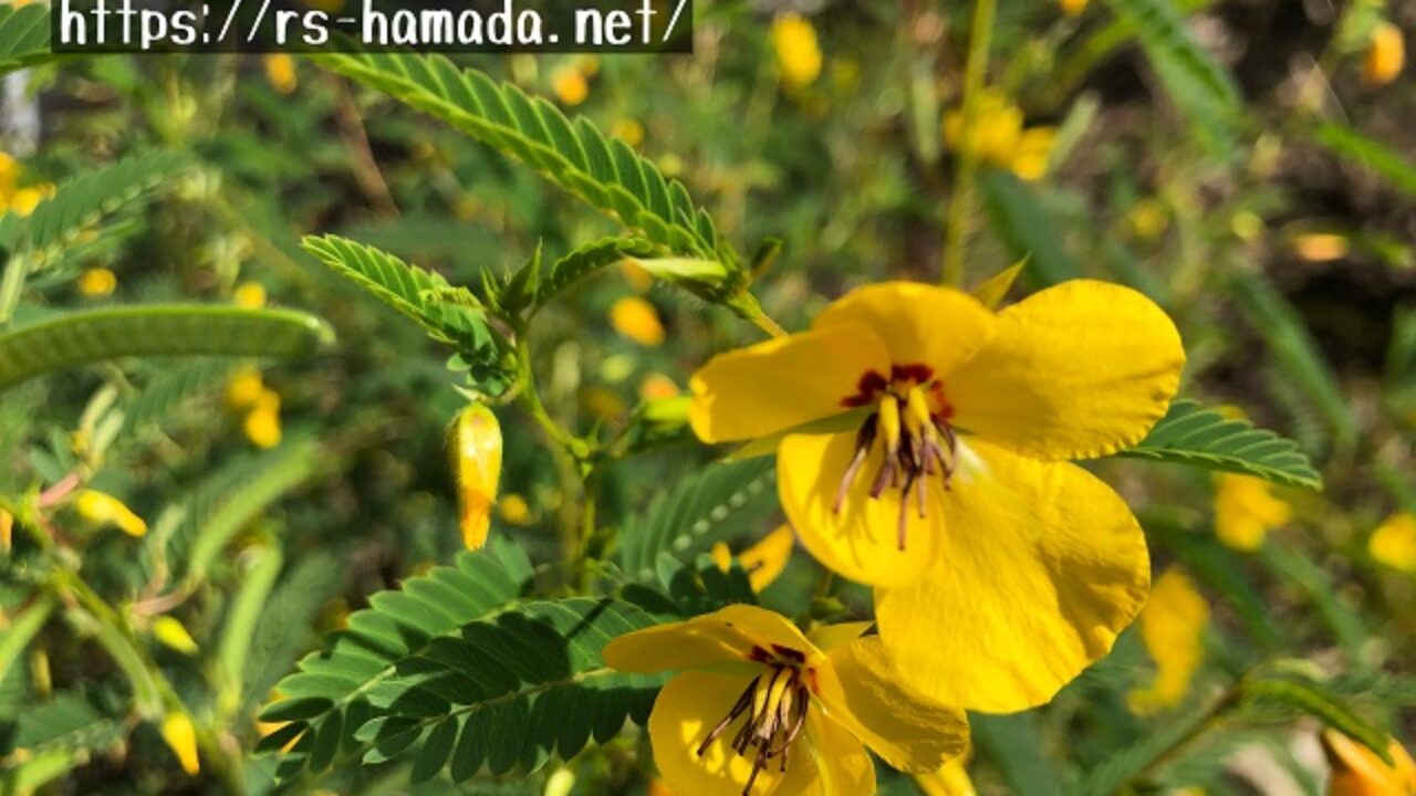 蛇結茨 ジャケツイバラ の花言葉と由来 自然植物図鑑