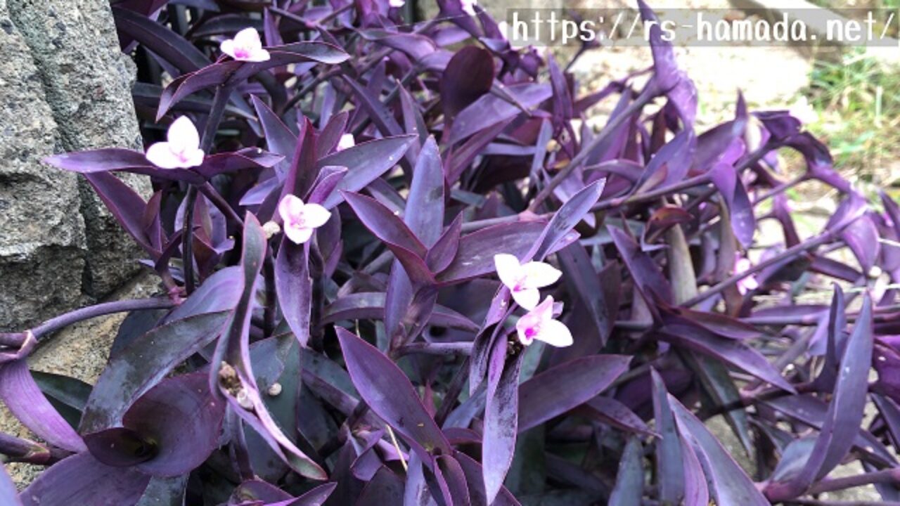 ムラサキゴテンの毒性について英語文献を翻訳しながらわかりやすく解説 自然植物図鑑