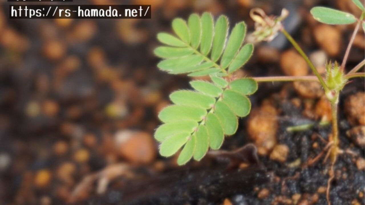 オジギソウの特徴 成長運動と膨圧運動の違いを知っておこう 自然植物図鑑