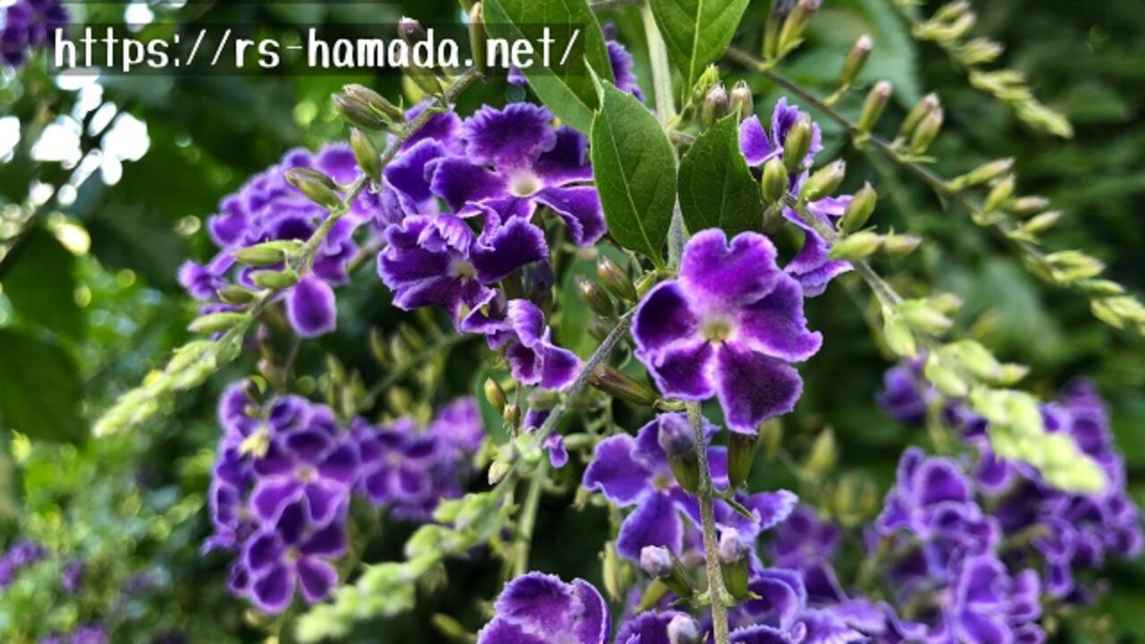 デュランタ宝塚の名前の由来 自然植物図鑑 デュランタ宝塚の名前の由来 自然植物図鑑