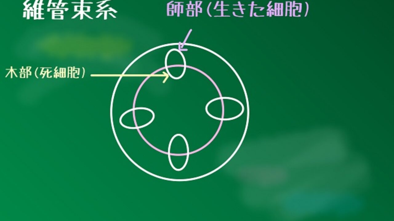 維管束とは 簡単にわかりやすく解説 自然植物図鑑
