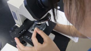 植物細胞 電子顕微鏡
