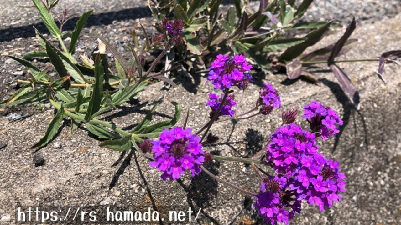 宿根バーベナの冬越し対策 自然植物図鑑