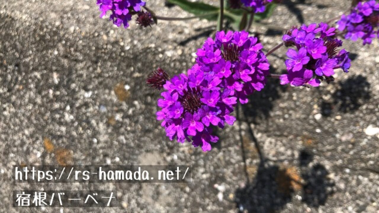 宿根バーベナの花言葉と由来を画像とともにご紹介 自然植物図鑑