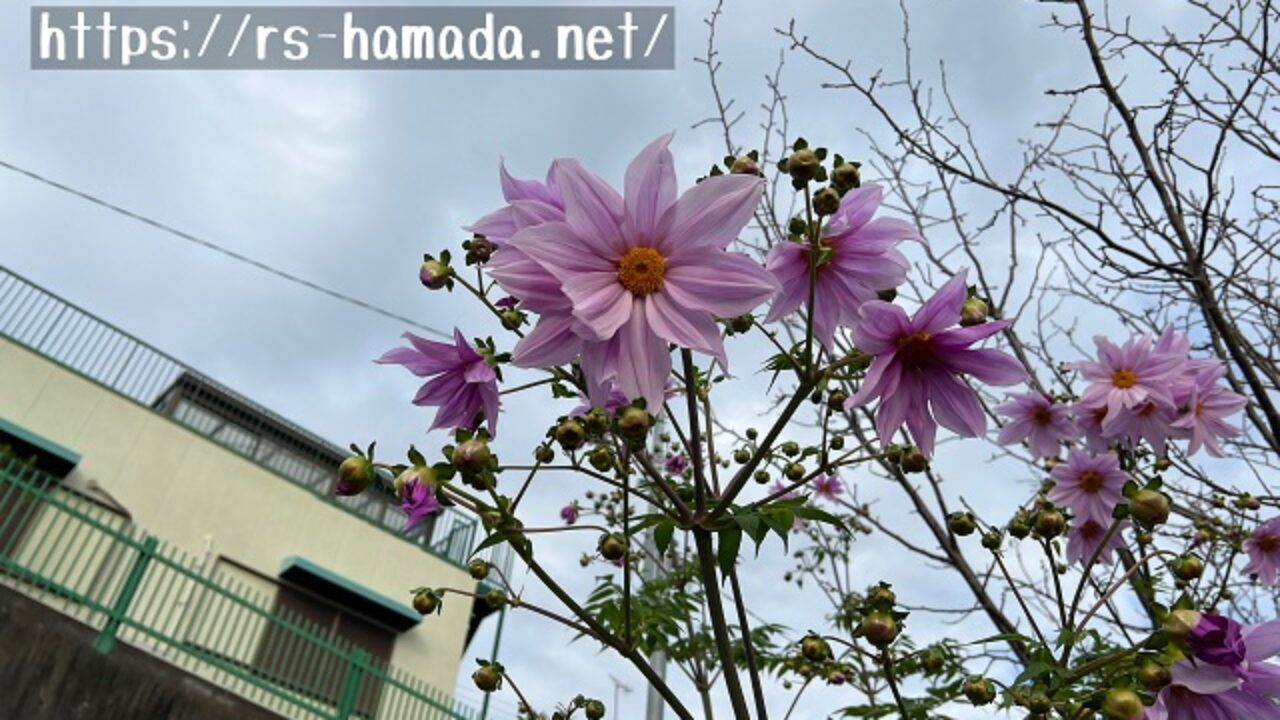 皇帝ダリアには開花時期が関係する注意点がある 自然植物図鑑