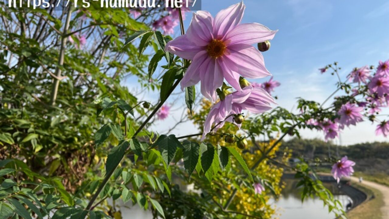 多様な 皇帝ダリアに毒性はある？｜自然植物図鑑 その他