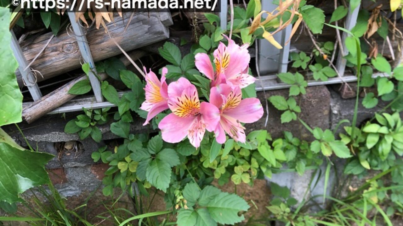 アルストロメリアの花言葉は下品 自然植物図鑑