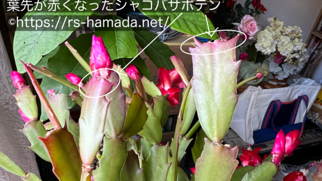 シャコバサボテンの葉が赤い原因と対処法 自然植物図鑑
