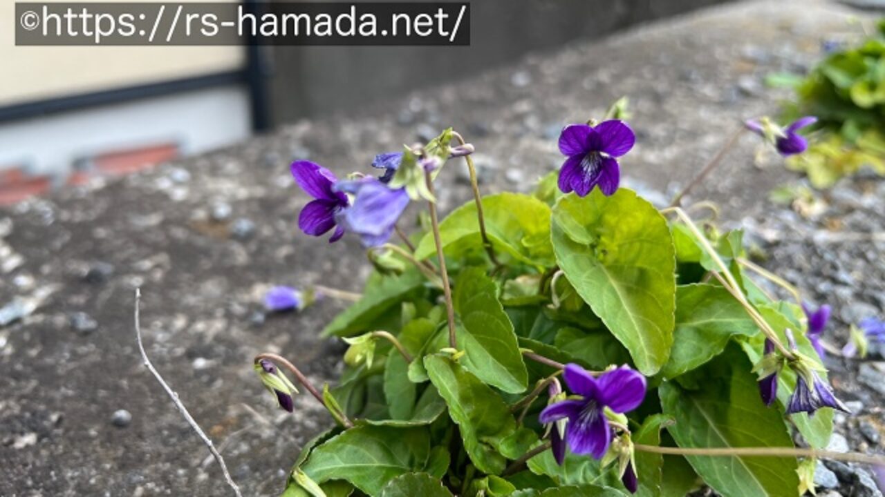 スミレの花が咲かない理由 自然植物図鑑