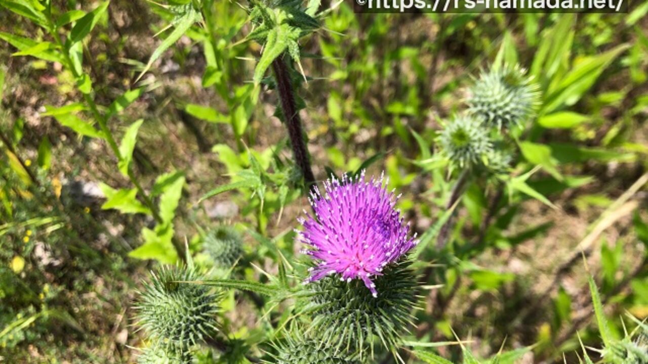 ノアザミのトゲの特徴からアメリカオニアザミを見分けるポイント 自然植物図鑑