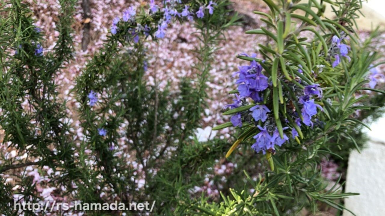 ローズマリーの花が咲かない7つの原因と対処法 自然植物図鑑