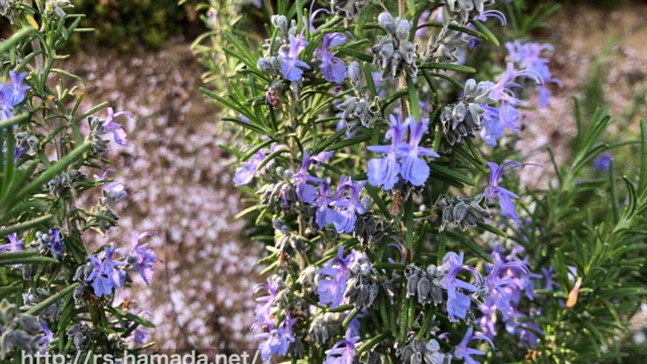 ローズマリーに怖い意味の花言葉入ってる 自然植物図鑑 ローズマリーに怖い意味の花言葉入ってる 自然植物図鑑