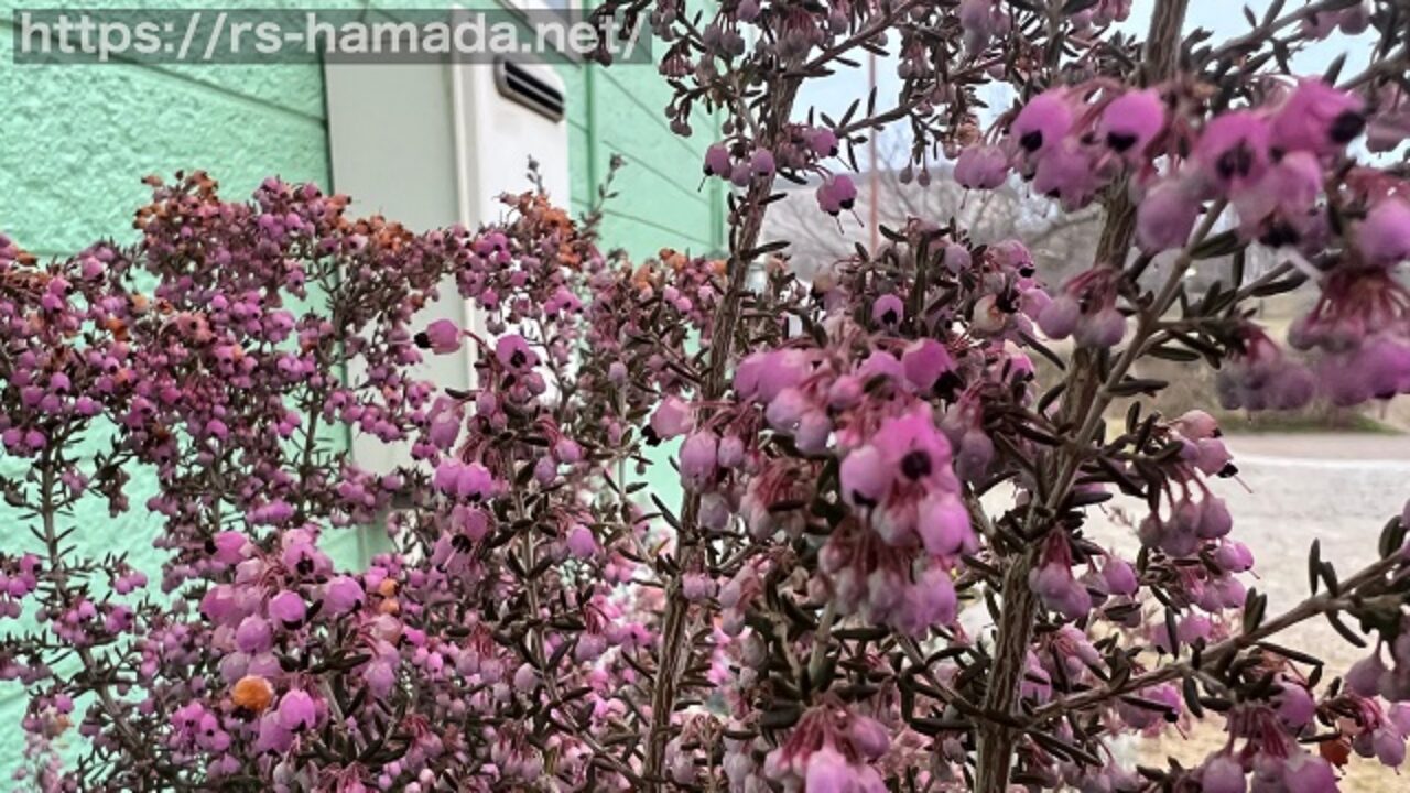 ジャノメエリカの花言葉と由来 自然植物図鑑