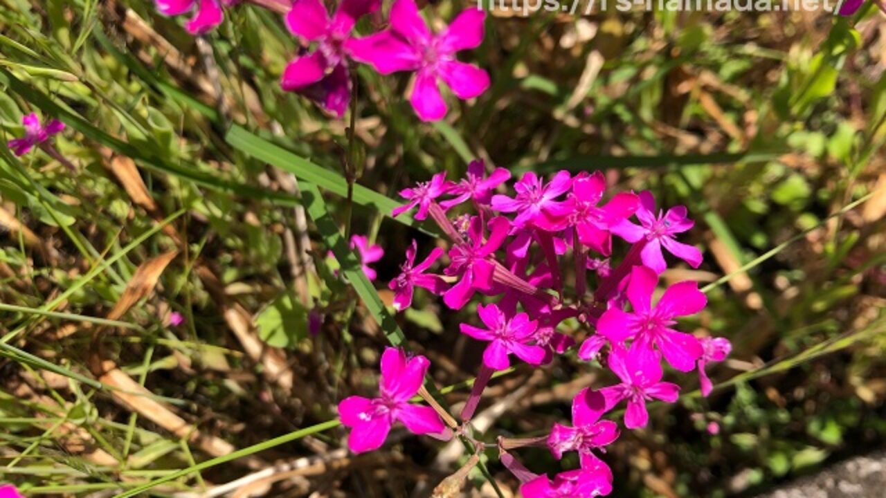 ムシトリナデシコの花言葉は怖い 由来についても解説 自然植物図鑑