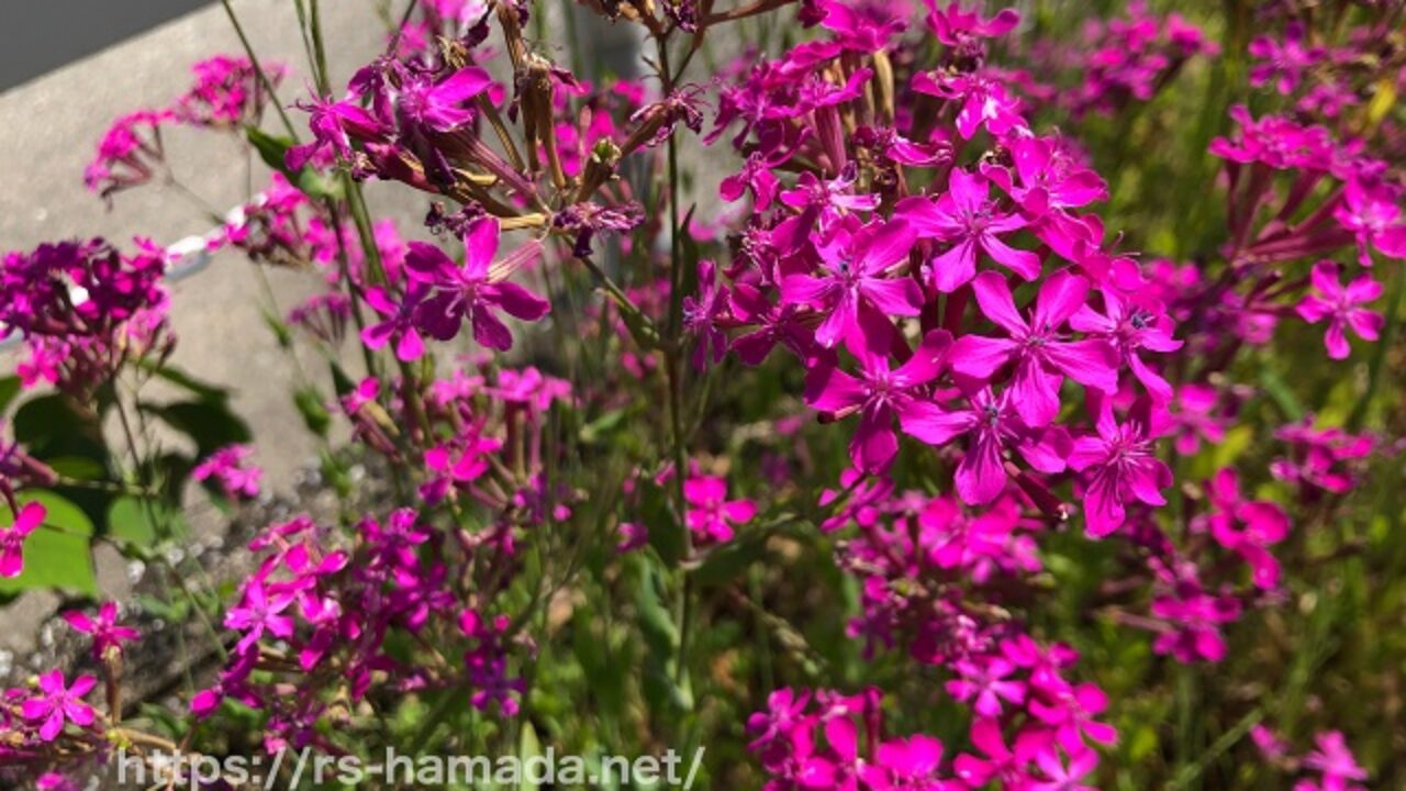 ムシトリナデシコに似た花一覧 自然植物図鑑