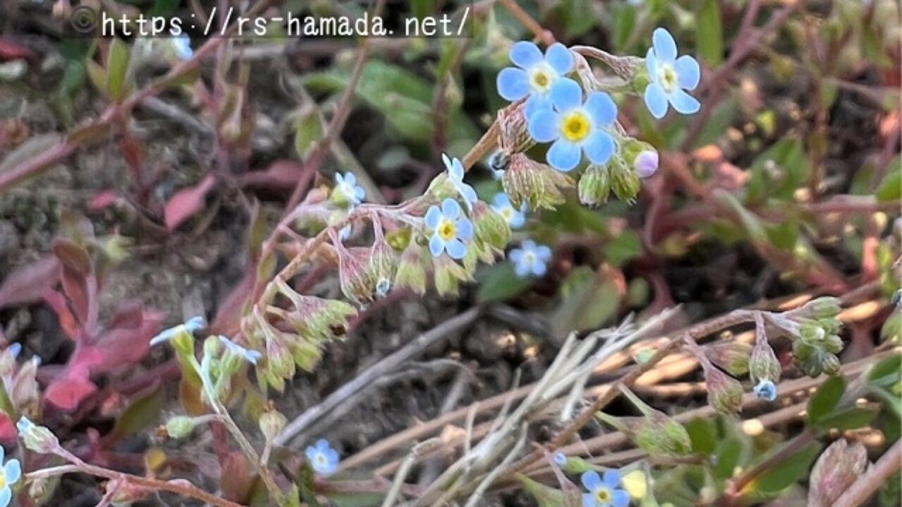 キュウリグサの花言葉と由来 自然植物図鑑