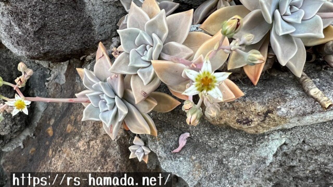 朧月 多肉植物 の育て方 自然植物図鑑