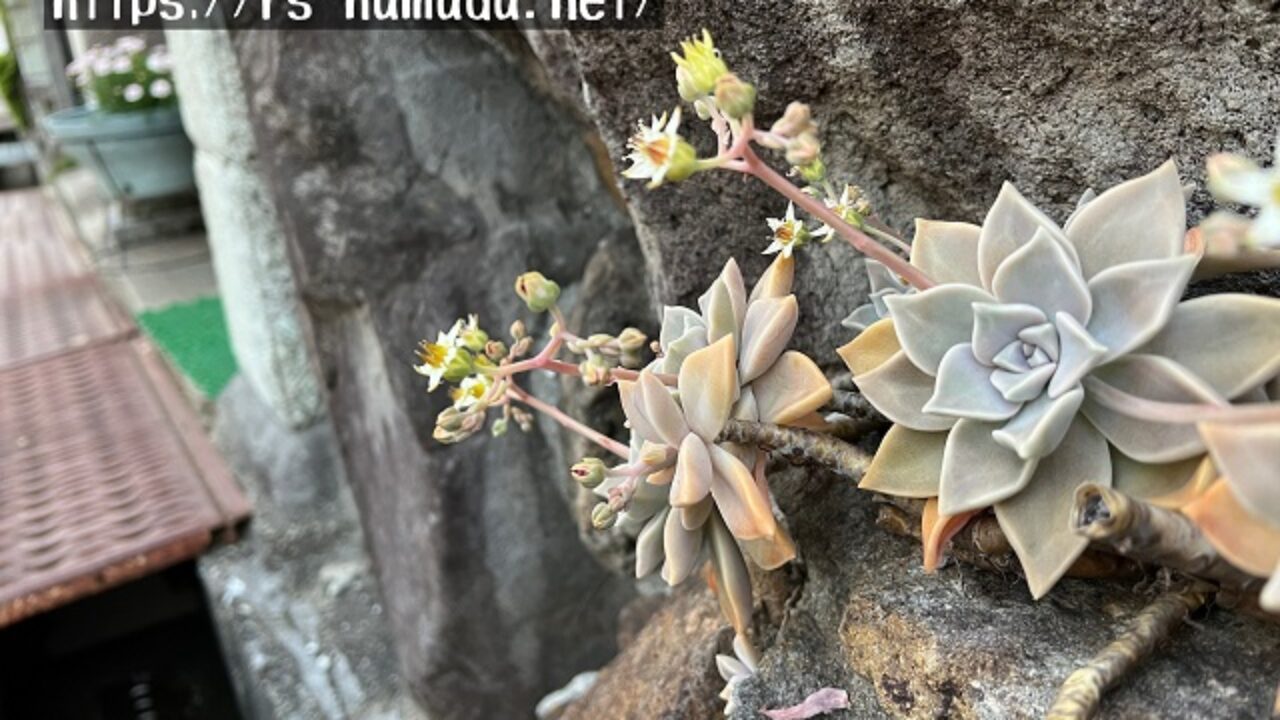 朧月の花言葉と由来｜自然植物図鑑