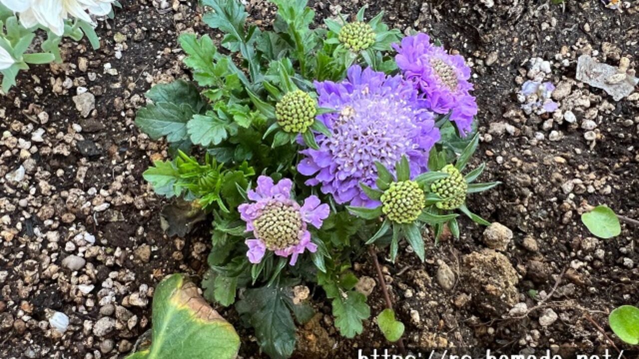 紫色のスカビオサの花言葉は怖い 由来についても解説 自然植物図鑑