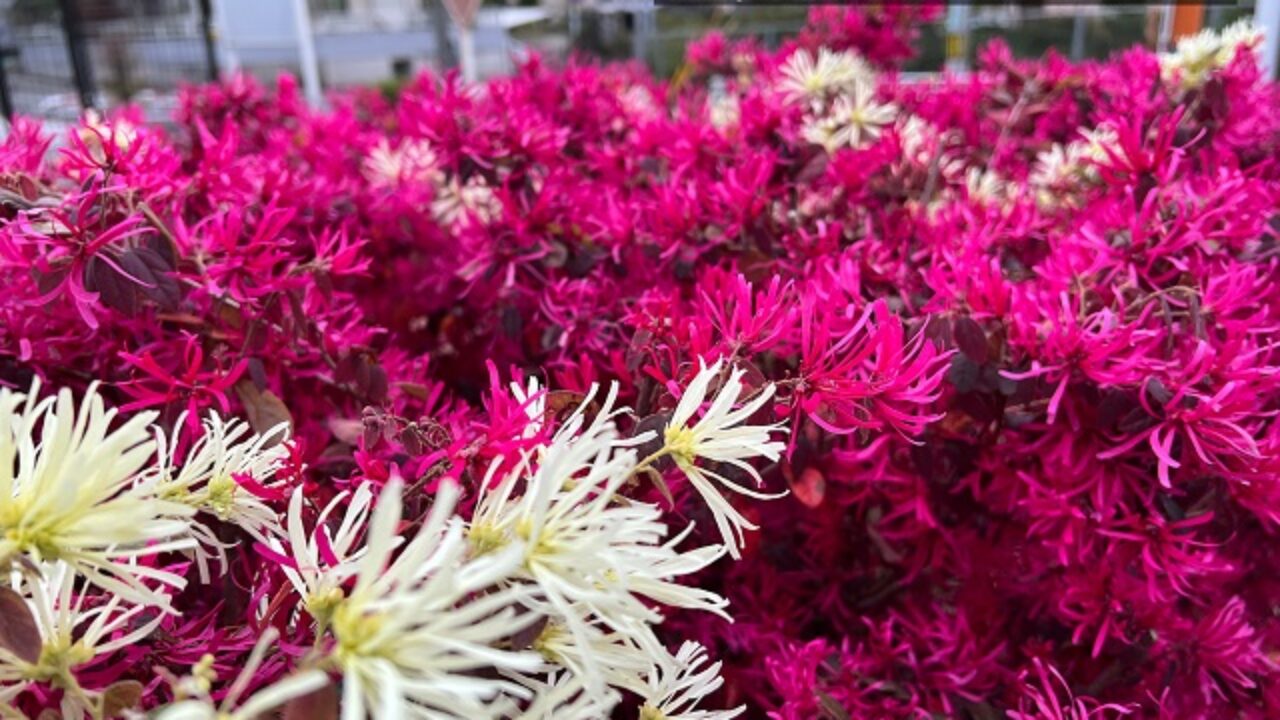 トキワマンサクの花が咲かない３つの原因と対処法 自然植物図鑑