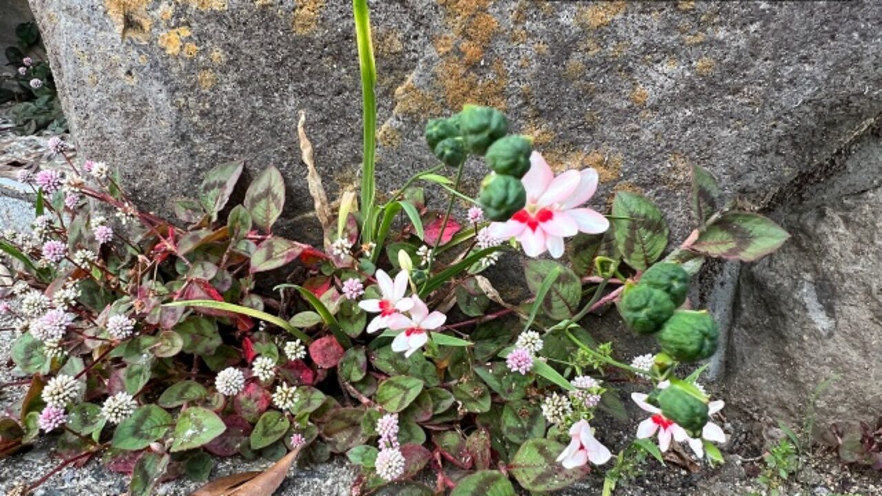 ヒメヒオウギの花言葉と由来 自然植物図鑑