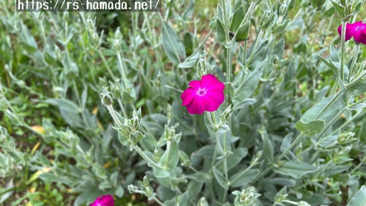 スイセンノウの花言葉と由来 自然植物図鑑