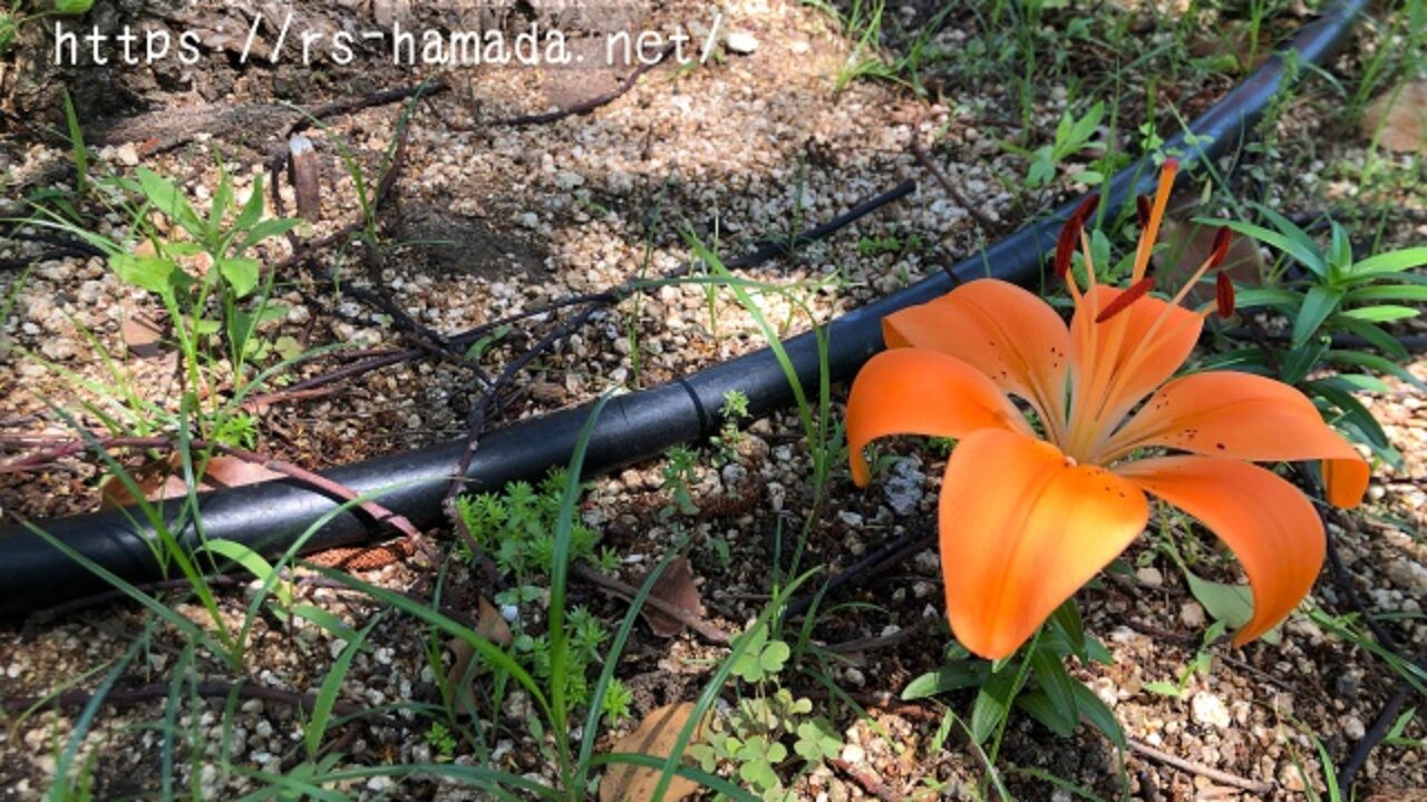 スカシユリの花言葉と由来 自然植物図鑑