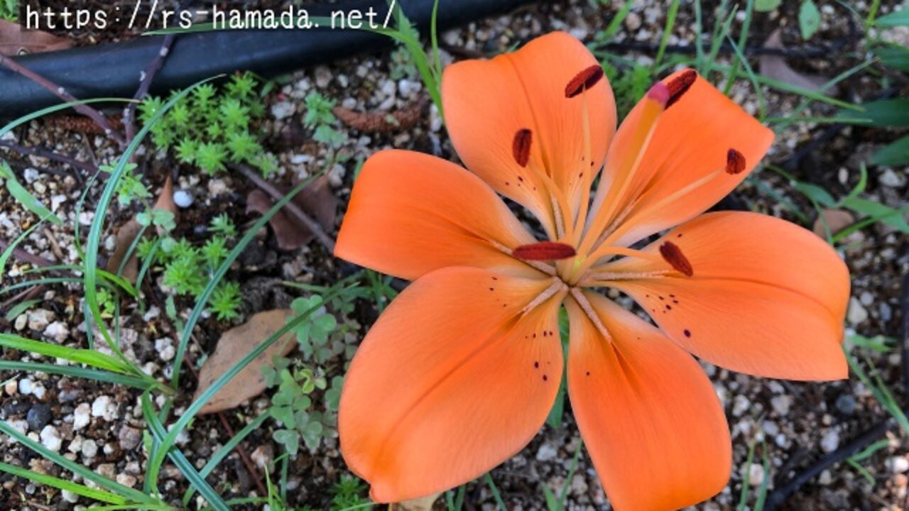 スカシユリとは 花や葉の特徴などについてもわかりやすく解説 自然植物図鑑