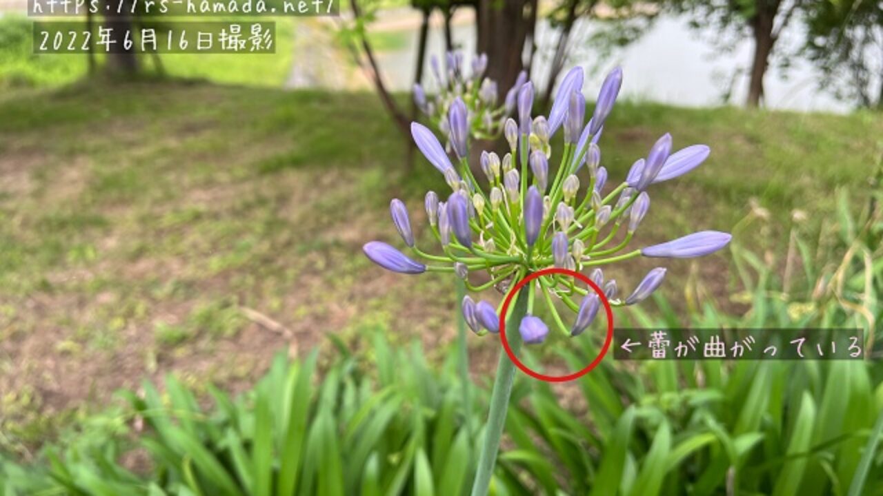 アガパンサスの蕾が曲がっている 蕾から開花しない場合の対処法 自然植物図鑑