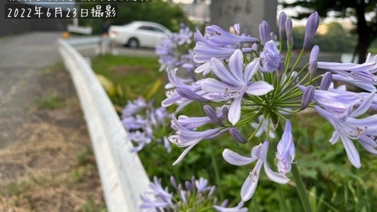 アガパンサスの花が咲かない5つの原因 自然植物図鑑