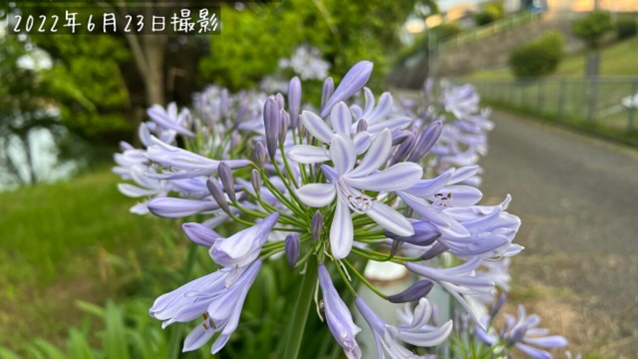 アガパンサスの花言葉 自然植物図鑑