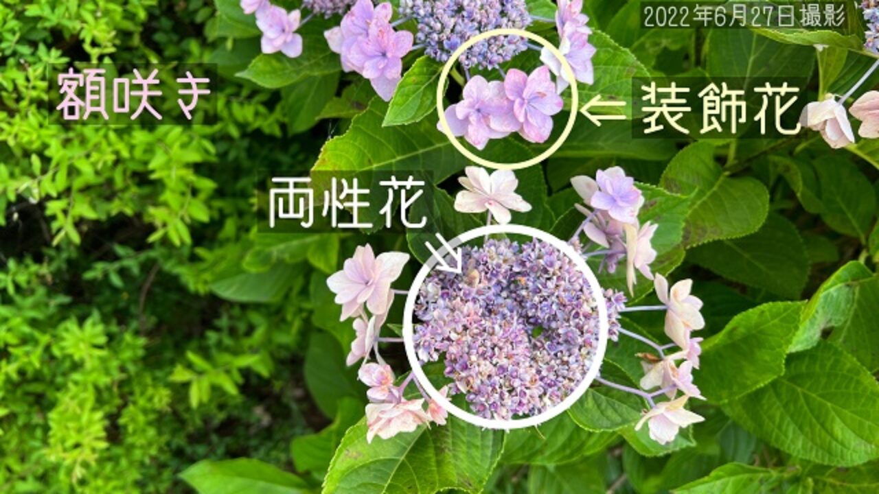 アジサイにはどんな咲き方があるか 画像付きでわかりやすく解説 自然植物図鑑