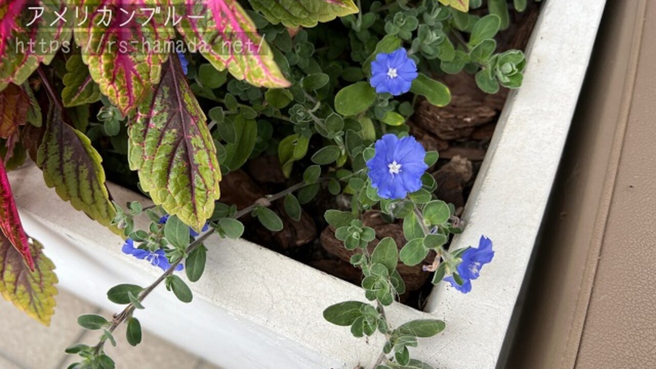 アメリカンブルーの花が咲かない原因と対処法 自然植物図鑑