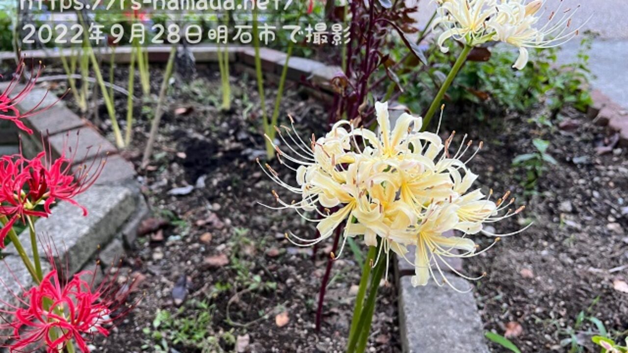 白い彼岸花の花言葉と由来 自然植物図鑑