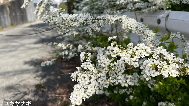 ユキヤナギ