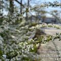 ユキヤナギ
