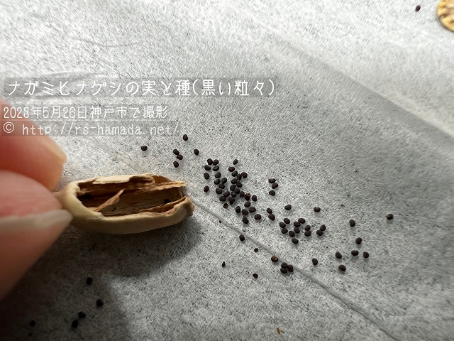 ナガミヒナゲシの実と種子