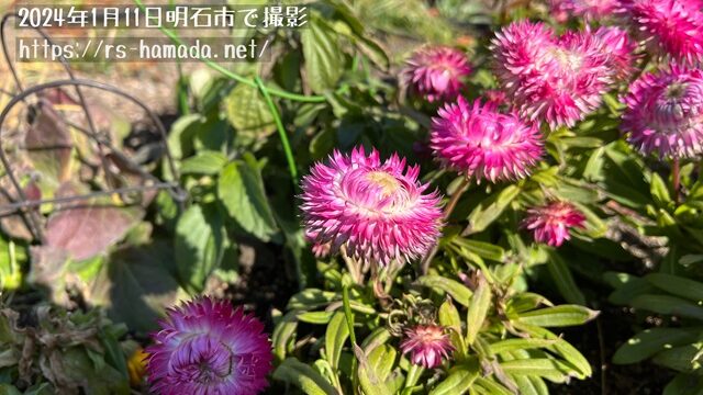 屈性と傾性の違いを知ることで植物を深く理解！ ホルモンが果たす役割とは？